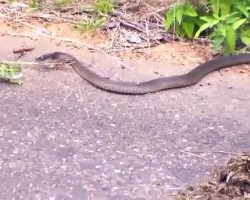 Օձի պայքարը YouTube-ում