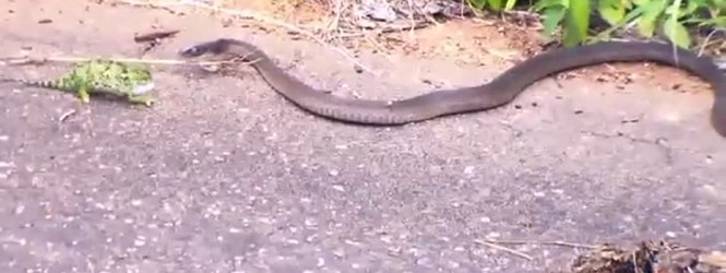 Օձի պայքարը YouTube-ում