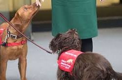 Մեծ Բրիտանիայում հրաժարվում են ընտանի կենդանիներից