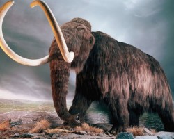 Մամոնտը  ապրել  է  40  000 տարի  առաջ