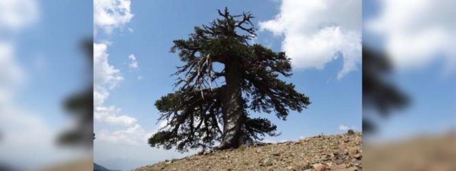 Եվրոպայի հնագույն ծառը