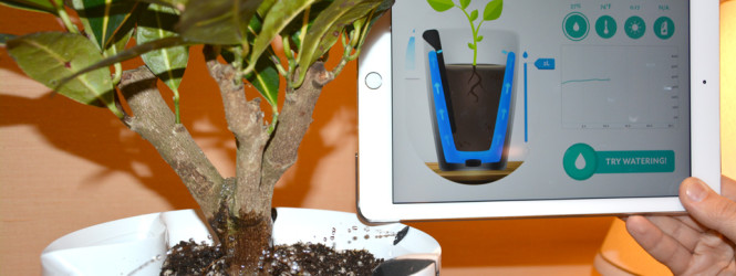 Parrot Pot կոչվող ծաղկաման