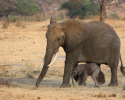 Առյուծներն ու փղերը