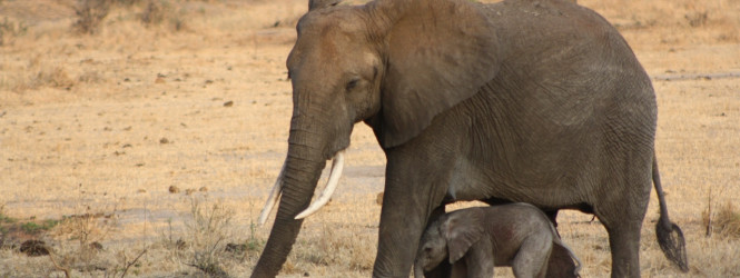 Առյուծներն ու փղերը
