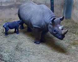 Չիկագոյում սեւ ռնգեղջյուր է լույս աշխարհ եկել