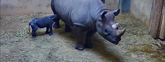 Չիկագոյում սեւ ռնգեղջյուր է լույս աշխարհ եկել