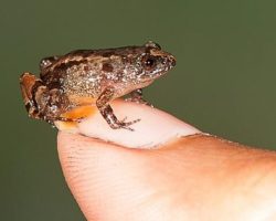 Հնդկաստանում հայտնաբերել են եղունգի մեծությամբ գորտի նոր տեսակ