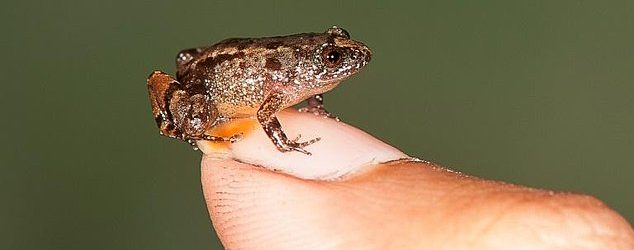 Հնդկաստանում հայտնաբերել են եղունգի մեծությամբ գորտի նոր տեսակ